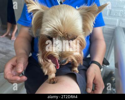 Der wunderschöne, modische kleine Hund Yorkshire Terrier in Kleidung bei einem Spaziergang im Herbstpark isst eine Leckerei aus der Hand. Stockfoto