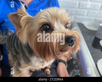 Kleiner heimischer flauschiger netter Hund Haustier Yorkshire Terrier mit guten Haaren, schönen Augen und Gesicht, Fang. Stockfoto