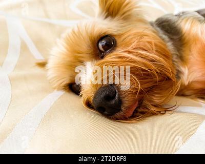 Ein kleiner Hund liegt auf dem Bett. yorkshire Terrier hat seine Zunge aus dem Mund gesteckt. Hund mit braunen Augen, von einem Trauzeugen getrimmt, große schwarze Nase. Stockfoto