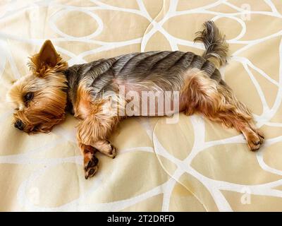 Ein kleiner Hund liegt auf dem Bett. yorkshire Terrier hat seine Zunge aus dem Mund gesteckt. Hund mit braunen Augen, die von einem Friseur getrimmt wurden, große schwarze Nase und fette B Stockfoto