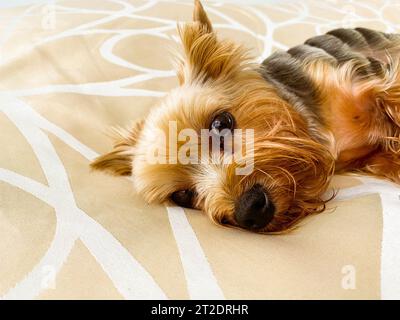 Ein kleiner Hund liegt auf dem Bett. yorkshire Terrier hat seine Zunge aus dem Mund gesteckt. Hund mit braunen Augen, von einem Trauzeugen getrimmt, große schwarze Nase. Stockfoto