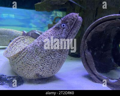 Riesenmoray Aal (Gymnothorax javanicus). Stockfoto