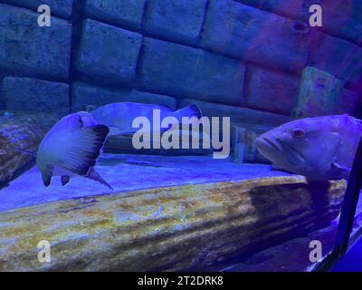 Buntes breites Unterwasser-Korallenriff Panorama-Banner Hintergrund mit vielen Fischen Schildkröten und Meereslebewesen. Stockfoto