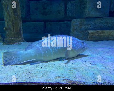 Unterwasserwelt. Korallenriff und Fische im Roten Meer bei Ägypten. Stockfoto