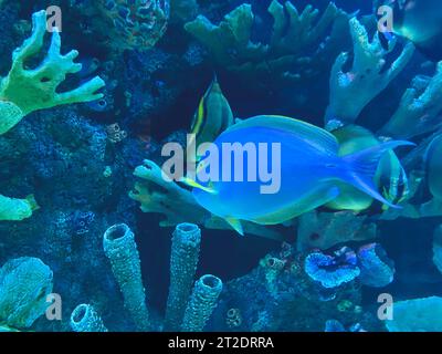 Meer ​​bottom. Exotische, farbige, gestreifte Fische schwimmen im Wasser. Fantastische Unterwasserwelt. Fische im Aquarium beobachten. In der natürlichen habita des Tieres Stockfoto