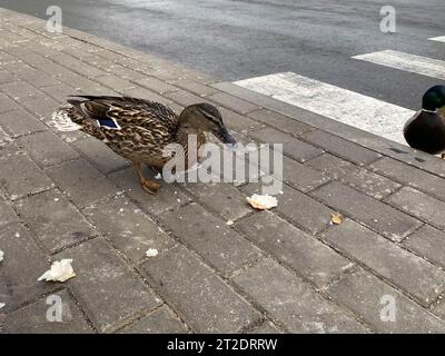 Ein wunderschöner grauer Entenvogel spaziert auf dem Asphalt an einer Fußgängerüberquerung über die Straße in einer Großstadt. Stockfoto