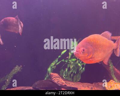 Unterwasserparadies Hintergrund - Korallenriff Tierwelt Naturcollage mit Meeresschildkröte und farbenfrohen Fischen Hintergrund. Stockfoto