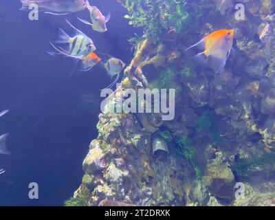 Viele Aquarienfische auf dunklem Hintergrund. Gymnocorymbus ternetzi. Leuchtend leuchtende Farben. Exotischer Glo Tetra Fish (fluoreszierender Glo-Fisch), Neon-Glowin Stockfoto