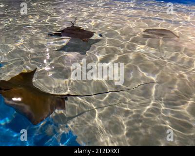 Gefleckter Adlerrochen und Stachelrochen im Ozean. Stockfoto