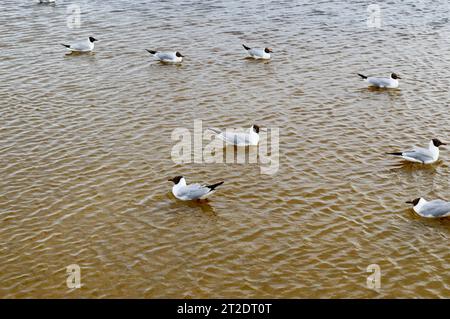 Viele Möwen, Enten der Vögel auf dem See mit gelben trübes Wasser am Strand am Strand. Stockfoto