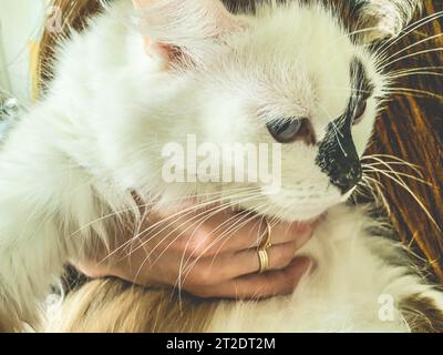 Eine weiße Katze mit blauen Augen und einer schwarzen Nase in den Händen eines Mädchens. Flauschiges Kätzchen in den Armen einer langhaarigen Frau mit Maniküre und Ringen auf ihrem fell Stockfoto