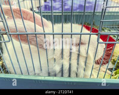 Weißes flauschiges Kaninchen sitzt in einem Käfig. Ein kleines Tiernagetier ist im Haus versteckt. Kaninchen mit großen Ohren. Niedliches Tier für zu Hause. Stockfoto