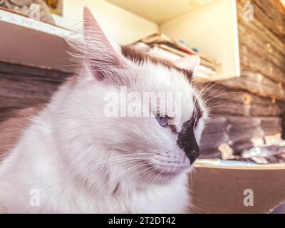 Weiße verschlafene Katze sitzt auf dem Bett. Süße Katze, flauschiges Tier mit weißem Fell. Blauäugige Katze mit schwarzer Nase und langen Barthaaren. Süße Katze. Stockfoto