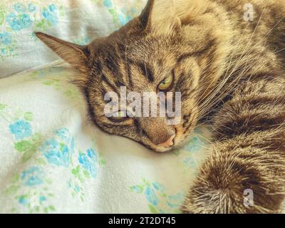 Graue, gestreifte Katze liegt auf dem Bett. Flauschiges Tier schläft auf einer Decke. Die Katze hat grüne Augen und eine rosa Nase. Süße Katze mit schwarzer Pfote. Stockfoto