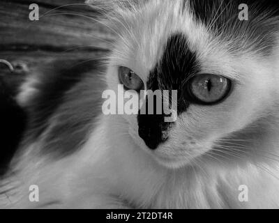 Der Kopf und die Mündung einer weißen mit schwarzen Flecken flauschigen, schönen Katze mit blauen Augen und langen Barthaaren und Ohren, die auf dem Bett liegen. Stockfoto