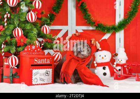 Niedlicher französischer Bulldog-Hund mit rotem Schal und Rentierhut zwischen Weihnachtsdekoration Stockfoto