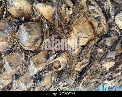 Oberen Stamm Detail des Palm Tree Hintergrundmuster Textur. Stockfoto