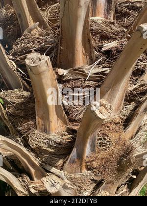 Stammrinde einer großen wunderschönen natürlichen Palme in einem warmen tropischen südlichen Land, Resort. Hintergrund, Textur. Stockfoto