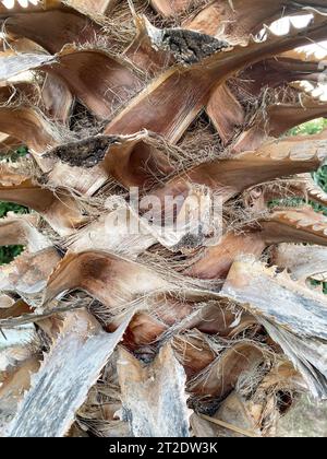 Palmenstämme mit natürlicher, schöner Rinde. Hintergrund, Textur. Stockfoto