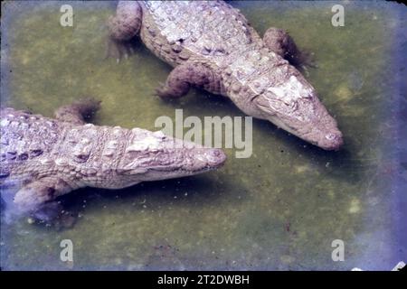 Krokodile oder echte Krokodile sind große semiaquatische Reptilien, die in den Tropen Afrikas, Asiens, Amerikas und Australiens leben. Wissenschaftlicher Name: Crocodylidae. Krokodile haben kräftige Kiefer mit vielen konischen Zähnen und kurze Beine mit gekrallten, gewebten Zehen. Ohren, Augen und Nasenlöcher bleiben über der Wasseroberfläche. Stockfoto