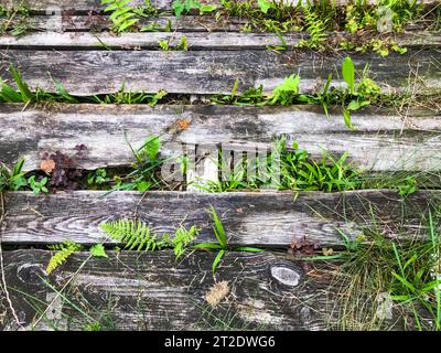 Die Textur ist natürlich. Holzstreifen mit grünem Gras im Inneren. farnblätter wachsen zwischen dem Baum. Der alte Holzzaun ist mit Gras bewachsen Stockfoto