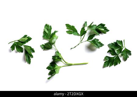 Petersilie isoliert auf weißem Hintergrund. Grünes flaches Leaf Petersilie-Set. Stockfoto