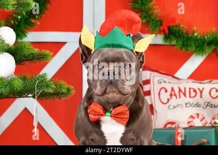 Porträt eines französischen Bulldogge-Hundes, der Weihnachtselfen-Kostümmhut und Schleife zwischen festlicher Dekoration trägt Stockfoto