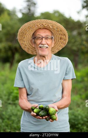 Ein alter lächelnder Bauer pflückt frische Gurken aus seinem Garten Stockfoto