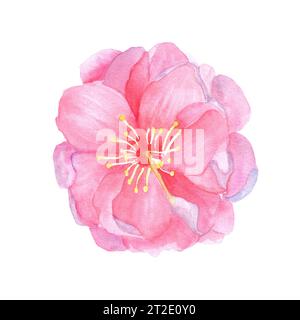 Handgezeichnete Aquarellillustration. Schöne rosa Kirschblüte Sakura Blume für Designarbeiten. Stockfoto