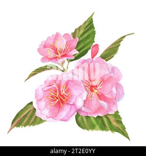 Handgezeichnete Aquarellillustration. Rosafarbene Kirschblüten (Sakura) mit grünen Blättern und Knospen Stockfoto
