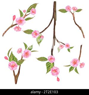 Handgezeichnete Aquarellbilder. Sakura-Zweige mit rosa Blüten und grünen Blättern. Stockfoto