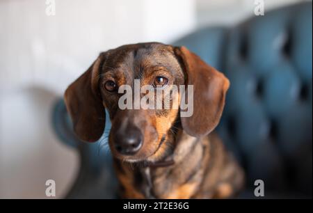 Ein rothaariger Jagdhund der Dackelrasse entspannt sich auf einem blauen Sessel im Wohnzimmer und blickt vorsichtig direkt in die Kamera und posiert. Ein e Stockfoto