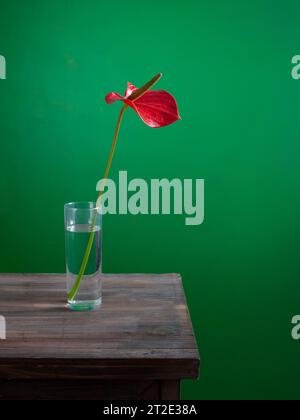 Anthuriumblume in einem Glas Wasser auf grünem Hintergrund Stockfoto