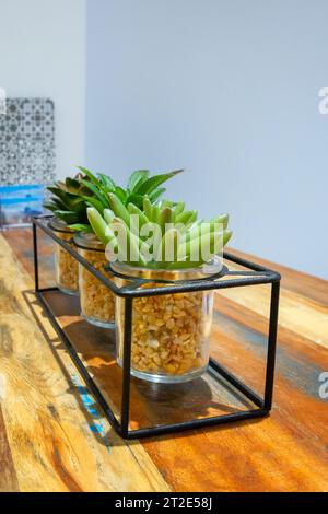 Grüne saftige Pflanzen in stilvollen Blumentöpfen auf dem Tisch, Kopierraum, Wohnkultur Stockfoto