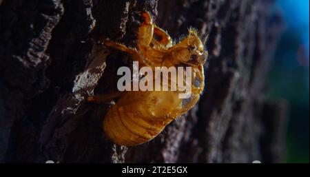 Cicada-Exoskelett schmiegt sich an die Rinde eines Baumes. Stockfoto