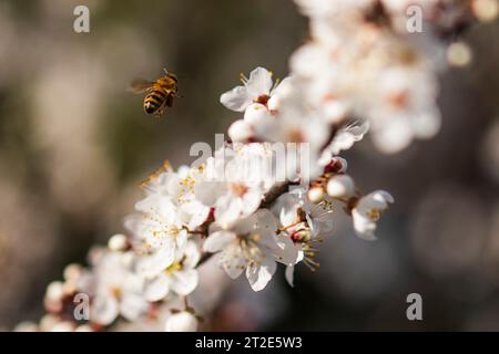 abeille en vol au dessus d'une Branche d'amandier en Fleur Stockfoto