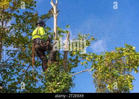 Ein professioneller Baumpfleger in Sicherheitsausrüstung klettert auf einen Ahornbaum mit gelben Herbstblättern und bereitet sich darauf vor, ihn zu beschneiden oder abzuschneiden. Stockfoto