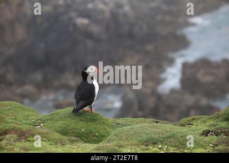 Atlantik-Sturmvogel steht auf einer grasbewachsenen Klippenkante über dem Meer Stockfoto