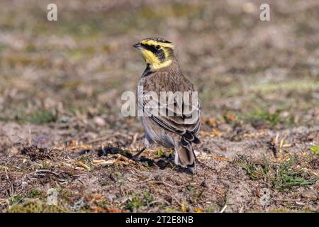 Shore Lark (Eremophila alpestris, Alaudidae) - Wandervogel in den Dünen des Minsmere RSPB Reservats in Suffolk, Großbritannien. Oktober 2023. Stockfoto