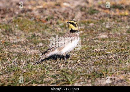 Shore Lark (Eremophila alpestris, Alaudidae) - Wandervogel in den Dünen des Minsmere RSPB Reservats in Suffolk, Großbritannien. Oktober 2023. Stockfoto