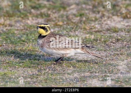 Shore Lark (Eremophila alpestris, Alaudidae) - Wandervogel in den Dünen des Minsmere RSPB Reservats in Suffolk, Großbritannien. Oktober 2023. Stockfoto