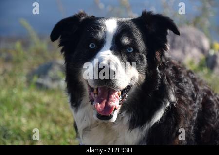 Wunderschöner australischer Schäferhund mit blauen Augen und schwarz-weißen Markierungen. Stockfoto