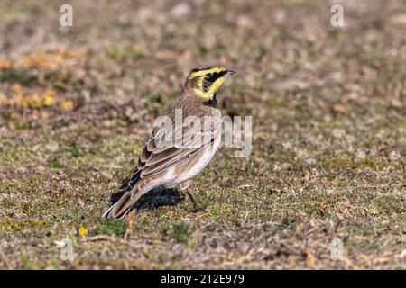 Shore Lark (Eremophila alpestris, Alaudidae) - Wandervogel in den Dünen des Minsmere RSPB Reservats in Suffolk, Großbritannien. Oktober 2023. Stockfoto