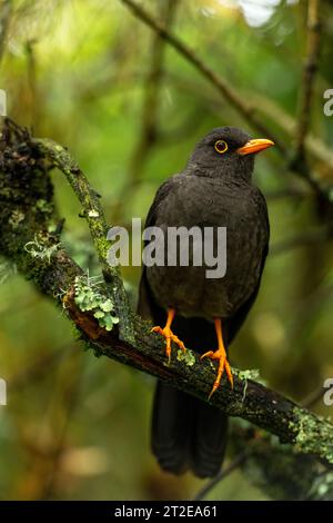 Große Soor (Turdus fuscater) gefunden in Kolumbien, Ecuador, Peru, Venezuela und Bolivien – Stockfoto Stockfoto