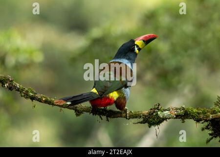 Graubrust-Berghüken (Andigena hypoglauca) auf moosigem Ast, manizales, Kolumbien – Stockfoto Stockfoto