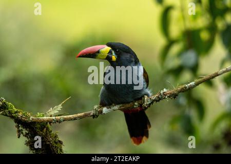 Graubrust-Berghüken (Andigena hypoglauca) auf moosigem Ast, manizales, Kolumbien – Stockfoto Stockfoto