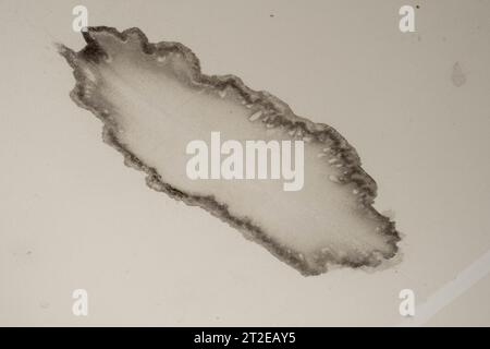 Regenwasser tritt an der Decke aus und verursacht Schäden. Beschädigte Decke. Nahaufnahme eines Flecks an der Decke. Stockfoto