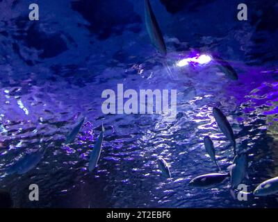 aquarium mit Fisch. Unterwassertiere, Korallen, Pflanzen. Fische schwimmen auf Meereswellen, Unterwasserwelt an einem künstlichen Ort. Stockfoto