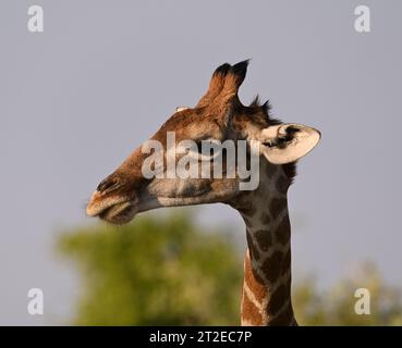 Porträt einer Giraffe im Etosha Park Namibia Stockfoto