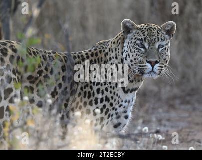 Nahaufnahme eines Leoparden im Okonjima Nature Reserve, Namibia Stockfoto